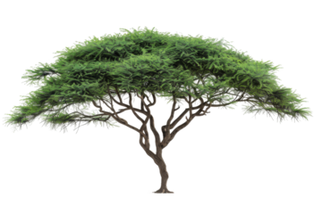 Scenic acacia tree isolated on transparent background