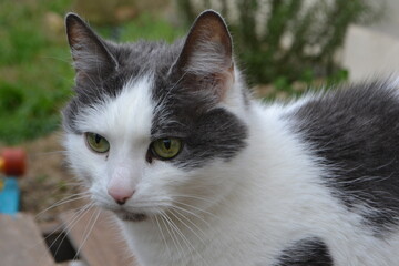 portrait of a black cat with green eyes
