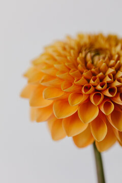 Fototapeta Orange colored dahlia flower close up.