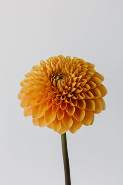 Orange colored dahlia flower close up.