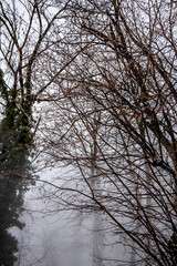 Winter forest snow landscape. Trees and forest path covered with snow. Wild forest mushrooms and yellow tree leaves