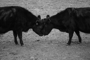 Two Black Angus Cows on a Farm in Rural Kansas getting ready to eat mineral and fighting head to head Black and White