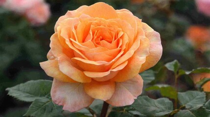 A close-up of an orange rose in full bloom, highlighting its intricate petal structure and gradient hues.