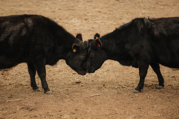 Fototapeta premium Two Black Angus Cows on a Farm in Rural Kansas getting ready to eat mineral and fighting head to head