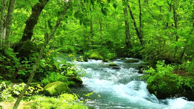 青森県　奥入瀬渓流　8月	風景