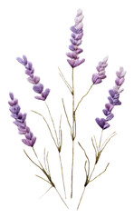 Fototapeta premium PNG A lavender in embroidery style flower purple plant.