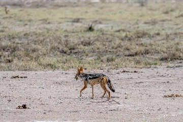 Blackbacked Jackal on north eastern sandveld  countryside, near Klein Okevi, Etosha,  Namibia