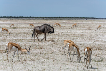 male Gnu among Impala herd on north eastern sandveld  countryside, near Klein Okevi, Etosha,  Namibia