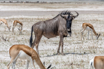 male Gnu among Impalas on north eastern sandveld  countryside, near Klein Okevi, Etosha,  Namibia