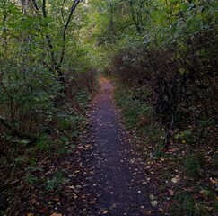 Path in the woods