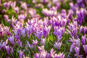 Fototapeta premium Spring crocus flowers in the green grass, Easter seasonal background