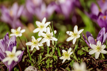 White anemone and crocus flowers growing in spring forest, natural seasonal background