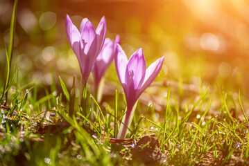 Spring crocus flowers in the green grass, Easter seasonal background