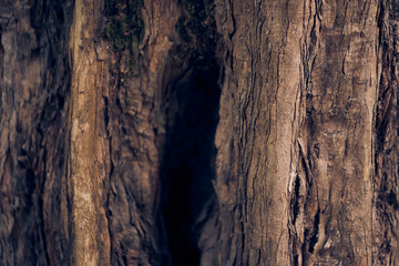 A hollow in the trunk of a tree. Maple burger close-up. Natural background with space to copy. High quality photo