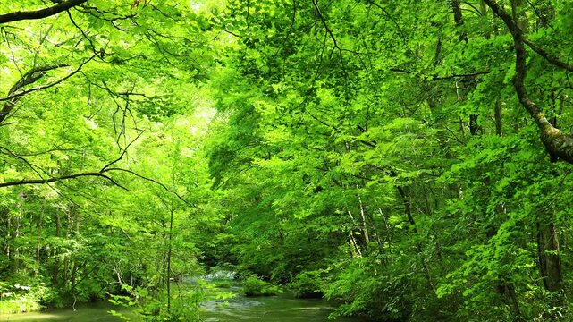青森県　奥入瀬渓流　8月　風景　縦