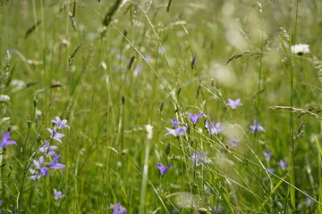 Beautiful bellflowers (Campanula patula) in a natural wild flowers meadow.