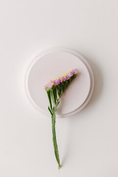 Pink common sea lavender on a round shape.