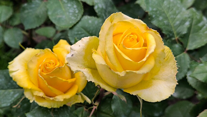 blooming yellow roses in the garden 