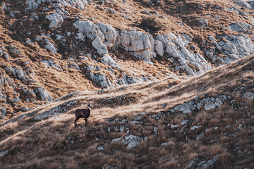 Wild chamois enjoying the sunset light on a mountain slope in Durmitor park, Montenegro