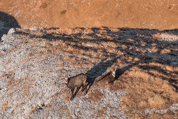 Obraz premium Two chamois on a mountain ridge, one standing alert while the other rests, bathed in the warm glow of sunset
