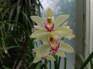 delicate white cymbidium orchid with pink-spotted lip in natural greenhouse lighting for botanical...