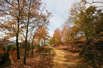 단풍나무 오솔길