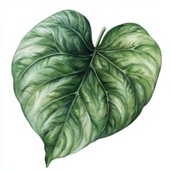Obraz premium Detailed watercolor illustration of a heart-shaped leaf, showcasing intricate vein patterns and subtle green and silver color variations -ai
