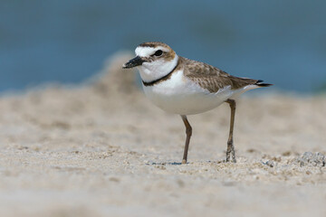 Wilsons Plover, coastal Florida, USA