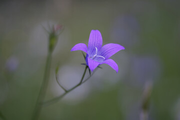 Fototapeta premium Close-Up of beautiful bellflower(Campanula patula) in a natural wild flowers meadow.