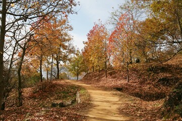 단풍나무 오솔길