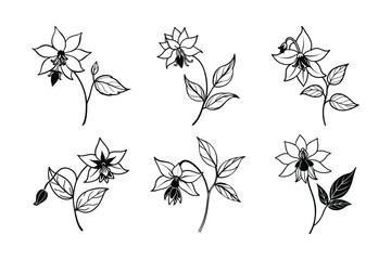 Columbine (Aquilegia spp.) line and fill art illustration