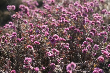 겨울에도 꿋꿋한 국화