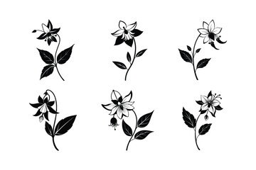 Columbine (Aquilegia spp.) line and fill art illustration