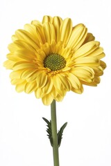 A close-up shot of a bright yellow flower sitting on its stem, with a blurred background
