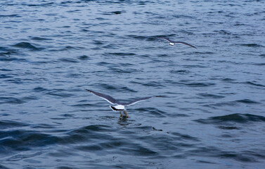 Seagulls against the sea.