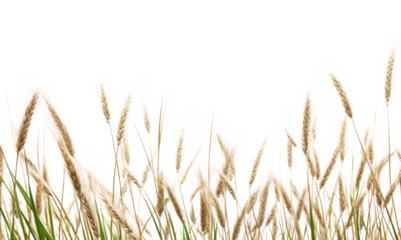 PNG Wild grass agriculture backgrounds outdoors.