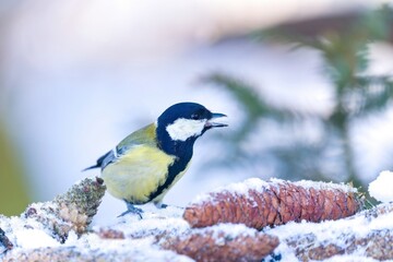 A cute great tit sits on the spruce cones. Winter scene with a colorful titmouse. Parus major