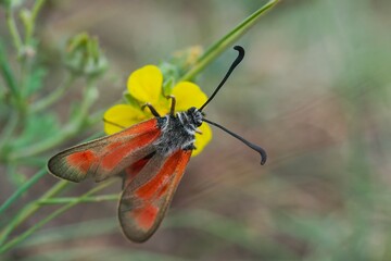 A buttwerfly Zygaena punctum sits on a yellow flower. Poprtrait of a small red moth. 