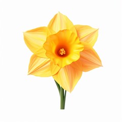 Obraz premium Isolated Daffodil Flower on White Background