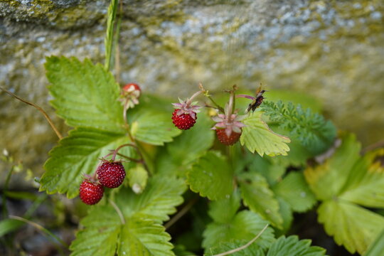 Close-Up of a wild strawberry (Fragaria vesca var. Vesca) plant with red fruits.