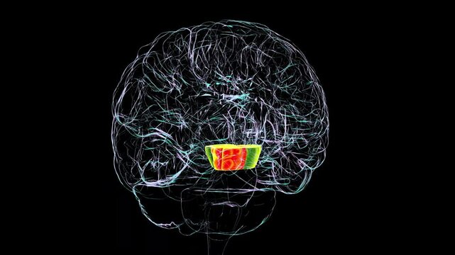 3D animation of a human brain rotating 360 degrees with the midbrain highlighted: cerebral crus (green), tegmentum (orange). The midbrain plays a role in motor control, vision, hearing, and alertness.