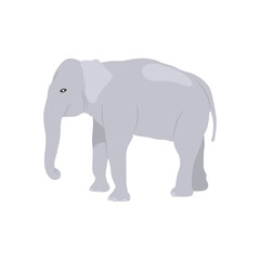 Elephant, Indian Symbol Vector Illustration