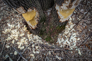 close-up of a tree gnawed by a beaver. Nature fall winter landscape forestry wildlife background