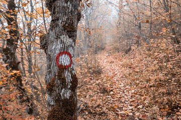 Red and white circular trail marker painted on tree trunk guides hikers along foggy autumn forest...