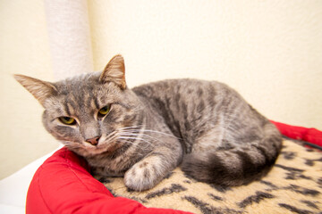A cat is comfortably laying on a cozy leopard print blanket
