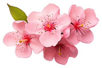 PNG Peach Blossom blossom flower petal.