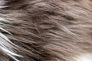 Fototapeta premium This image showcases a closeup view of an individual s hair texture,