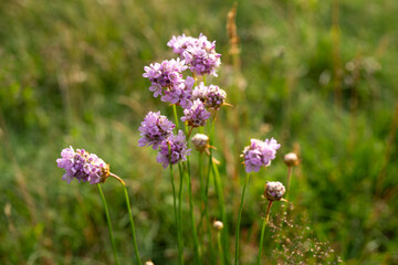 minimalist image of a group of carniation flowers (armeria maritima). Carniations flowers are good...