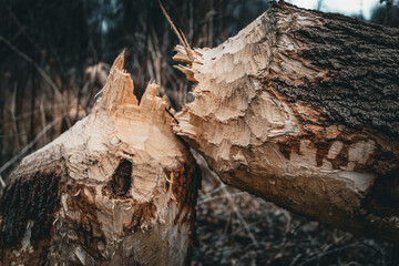 Tree felled by a beaver with bite gnawing marks and exposed. Wood chips on the forest floor with scattered brown leaves around toppled fallen tree.