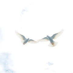 Obraz premium white dove flying in the sky